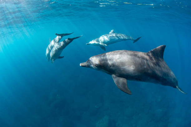 istock Family of four wild dolphins 1454372801