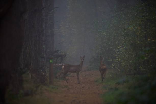 istock Foggy day in a forest and alert deers 1454372994