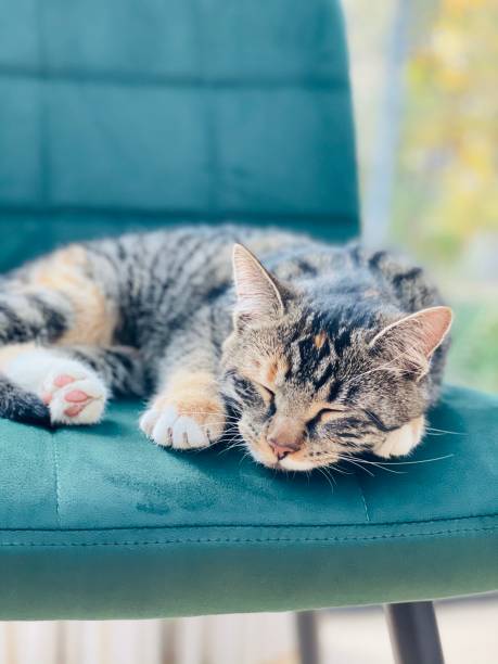 istock Closeup of a cute sleeping kitten on a couch 1454373160