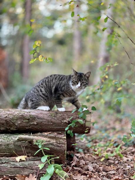 istock Selective of a cute cat walking on wood logs 1454373165