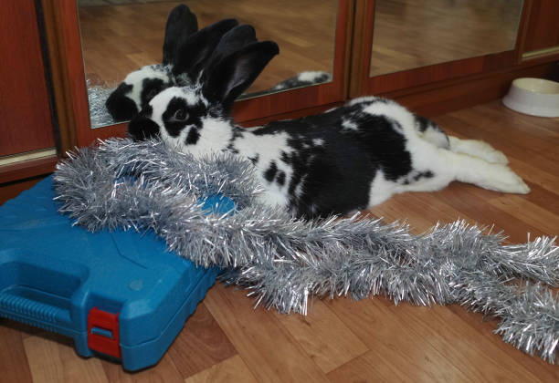 istock the little rabbit is lying on the floor 1454374140