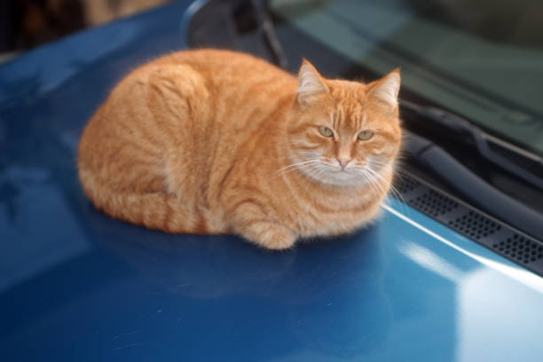 istock Stray cat of Istanbul 1454374480