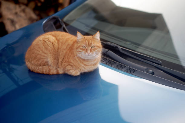 Cat Car Pictures | Download Free Images on Unsplash