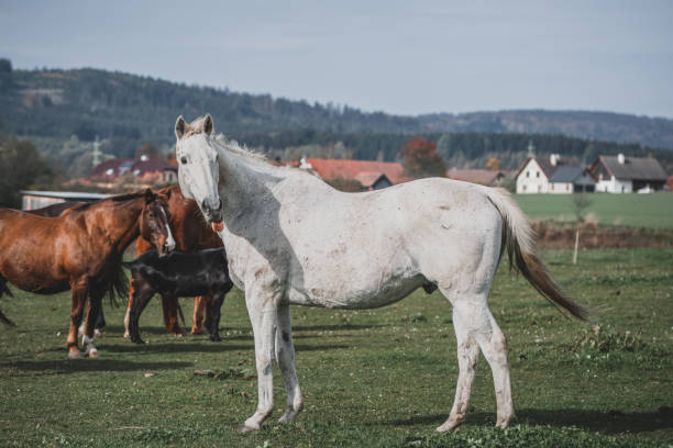 Four year old Palomino horse at sunset. Photographed in the late evening light in the island of Møn in Denmark  as the sun sets behind her. She is standing proudly amongst the grass watching world go by. Colour horizontal with lots of copy space.
