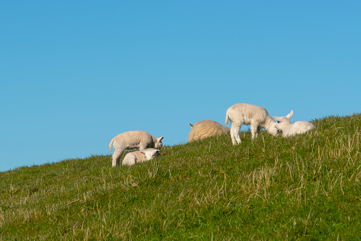 Little lambs in the meadow.