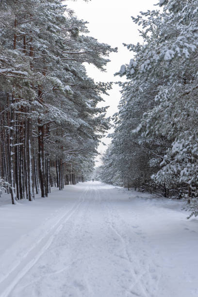 istock Forest in the snow. Pine tree branches covered with snow. Frozen tree branch in winter forest. 1454377332