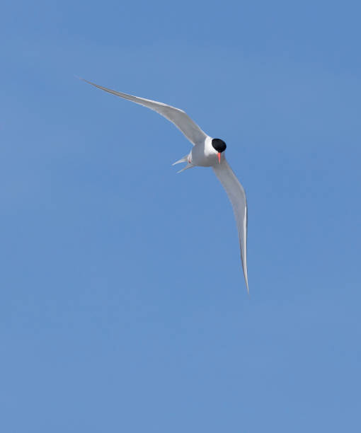 istock South American tern, Sterna hirundinacea, flying. 1454377435