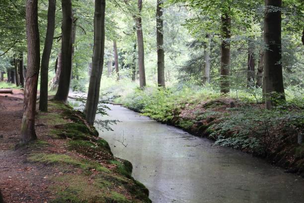 istock Narrow canal in the woods 1454379138