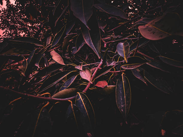 istock The Beauty of Nature 1454379142