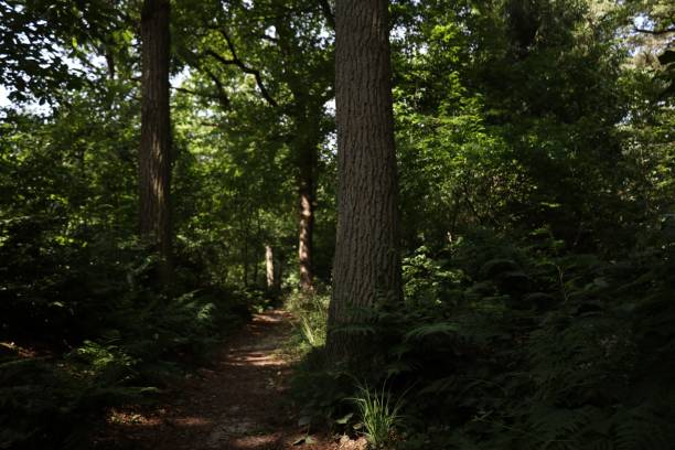 istock Narrow walking road in the woods 1454379858