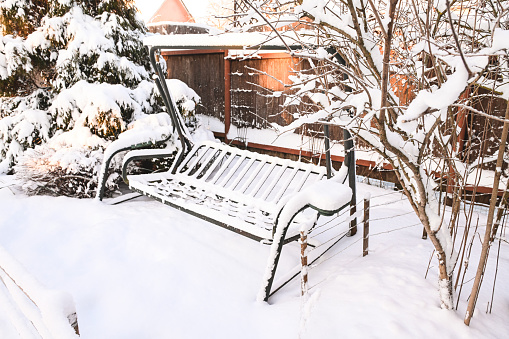 Snow covered trees in the backyard garden