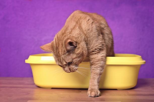 istock Cute ginger cat going out of a open Litter box. Horizontal image with selective focus 1454380492
