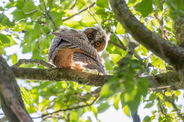 Photo of Long-eared owl (asio otus) juvenile sitting on branch of a tree