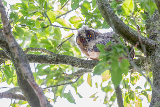 istock Long-eared owl (asio otus) juvenile sitting on branch of a tree 1454381398