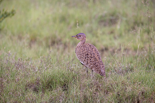 Rock ptarmigan, lagopus muta, sitting on moorland in Icenalnd from side. Arctic bird looking on meadow in summer nature. Camouflaged grouse observing on field.