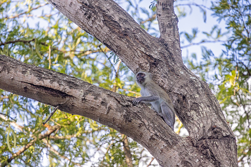 Vervet monkey in a large tree in the Kruger National Park in South Africa