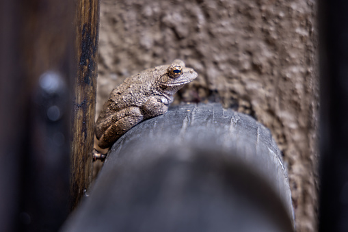 African toad sitting on a handrail in a lodge in the Kruger National Park in South Africa