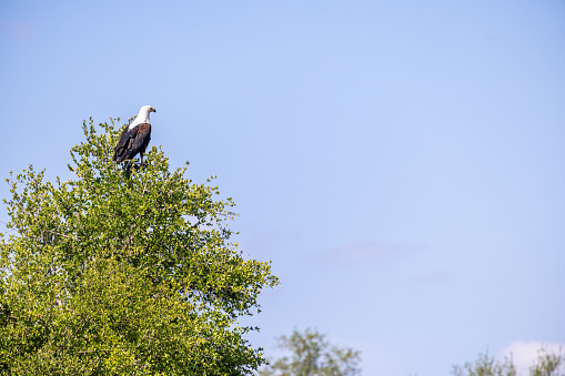 African fish eagle sitting in the top of a tree in the Kruger National Park in South Africa