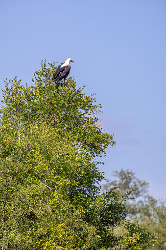 African fish eagle sitting in the top of a tree in the Kruger National Park in South Africa