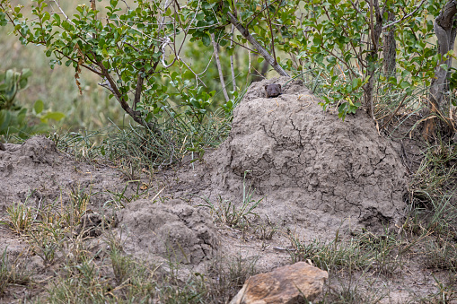 Two mongooses sticking their heads up from a termite mound in the Kruger National Park in South Africa