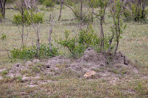 Two mongooses sticking their heads up from a termite mound in the Kruger National Park in South Africa