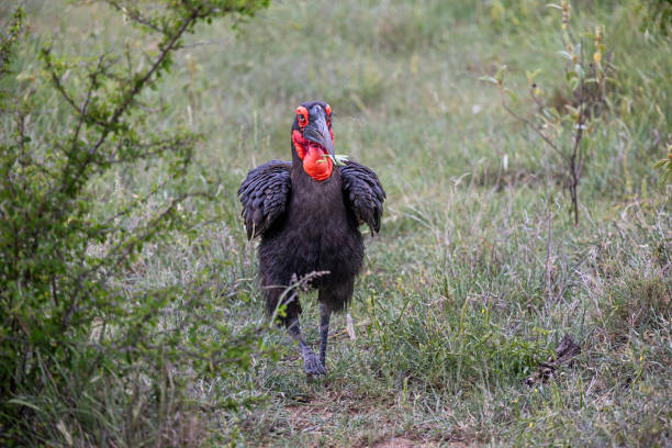 Southern ground-hornbill walking with a grasshopper in its beak in the dry grass in the Kruger National Park in South Africa
