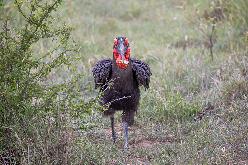 Southern ground-hornbill walking with a grasshopper in its beak in the dry grass in the Kruger National Park in South Africa