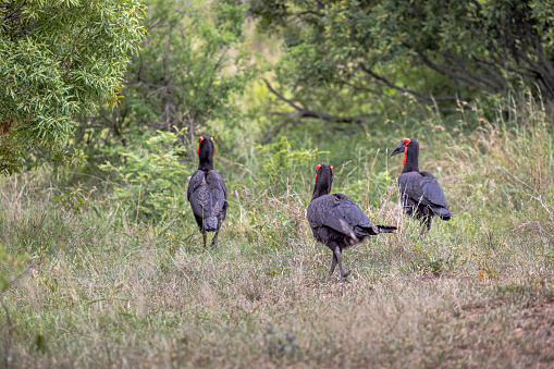 Three southern ground-hornbills walking in a dry grass area in the Kruger National Park in South Africa
