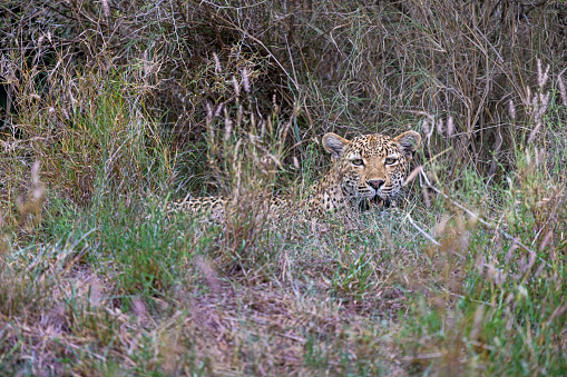 Leopard hiding in dry grass in the Kruger National Park in South Africa