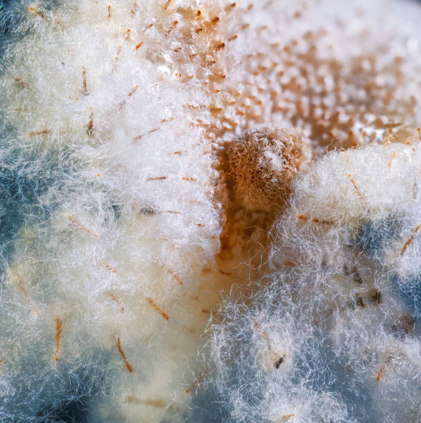 istock Seeds of an anemone flower at winter time 1454382012