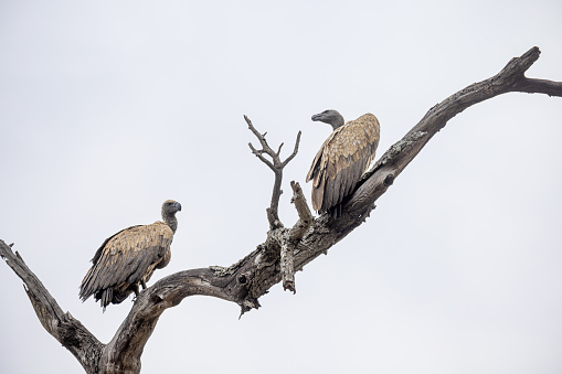Vultures watching the savannah from the top of a dead tree in the Kruger National Park in South Africa