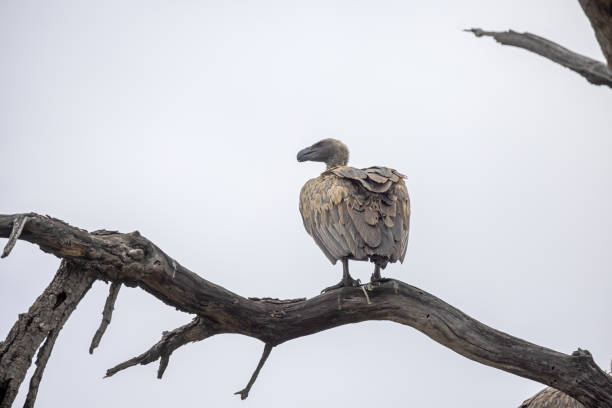 istock Vulture standing on a branch of a dead tree 1454382632