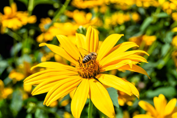istock Beautiful wild flower winged bee on background foliage meadow 1454382666