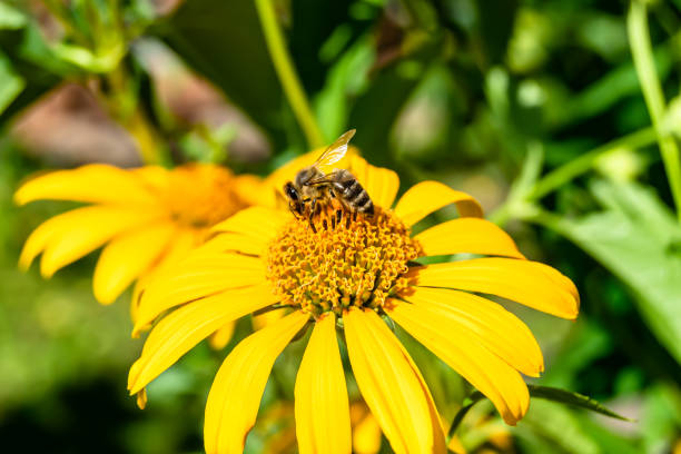 istock Beautiful wild flower winged bee on background foliage meadow 1454382837