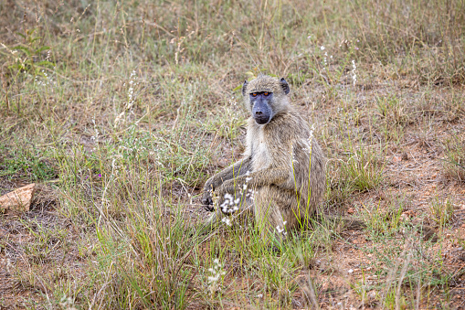 Young baboon in a open grass land in the Kruger National Park in South Africa