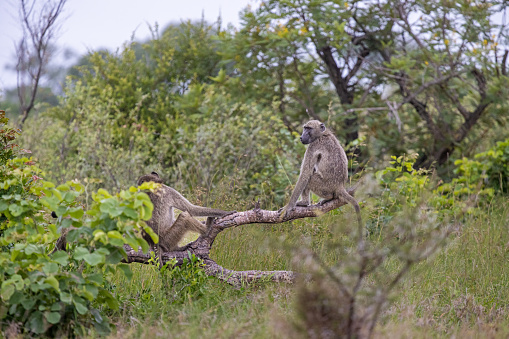 Monkey family sitting on a tree (Tarangire National Park, Tanzania).