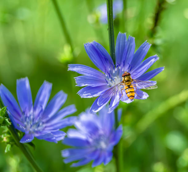 istock Beautiful wild flower winged bee on background foliage meadow 1454383016