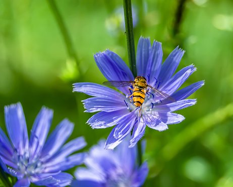 Beautiful wild flower winged bee on background foliage meadow, photo consisting from wild flower bee slowly flies to grass meadow collect nectar for honey, wild flower bee at herb meadow countryside