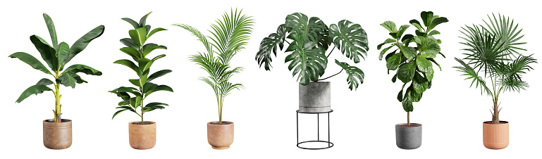 Colección de hermosas plantas en macetas de cerámica aisladas sobre fondo blanco. Renderizado 3D. photo