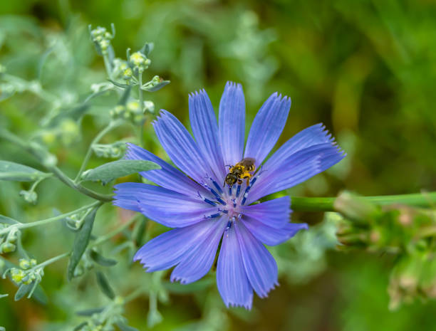 istock Beautiful wild flower winged bee on background foliage meadow 1454383192
