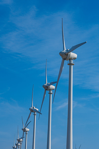 Windfarm in Dutch landscape with large field of sugar beets