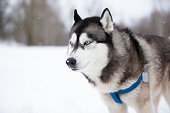 Portrait magnificent Siberian husky dog with blue eyes. Husky dog in winter forest lies on the snow. Closeup.