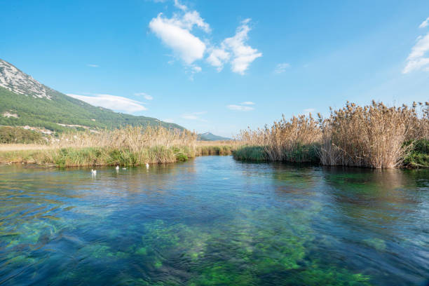 Scenic view of Kadın Azmağı, 
Akyaka, Muğla, mesmerizingly clear river, alive aquarium with duck, geese and swans stock photo