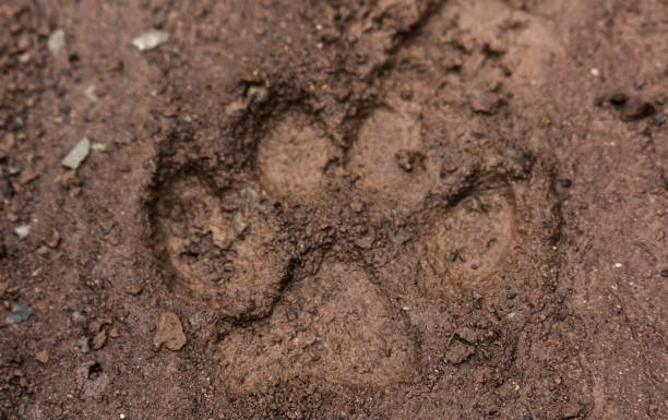 istock Dog footprint on sand 1454385119