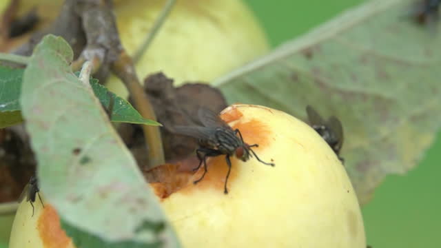 flies insect on apple
