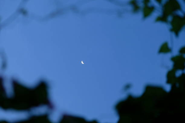 istock Afternoon sky with moon and blurry plant. 1454385794