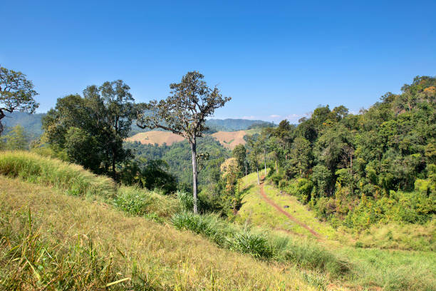 istock Rice fields near Mae Hong Son 1454386618