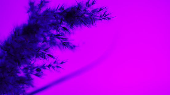 Pampas grass blue on a purple background. Softness. background. For the site, blank, banner.