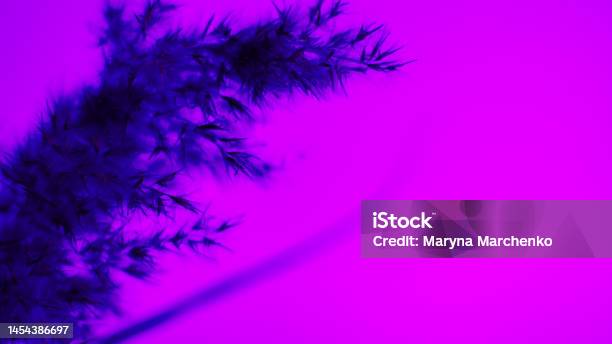 Pampas Grass Blue On A Purple Background Softness Background For The Site Blank Banner Stock Photo - Download Image Now