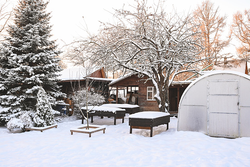 Snow covered trees in the backyard garden